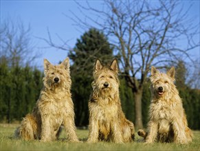 Picardy shepherd dog