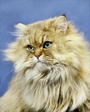 Golden Persian Domestic Cat