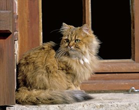 Golden Persian house cat sitting at the window
