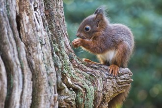 Young squirrel (Sciurus vulgaris)
