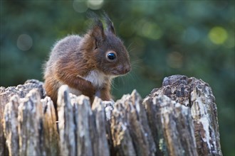 Young squirrel (Sciurus vulgaris)