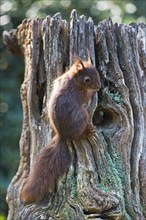 Young squirrel (Sciurus vulgaris)