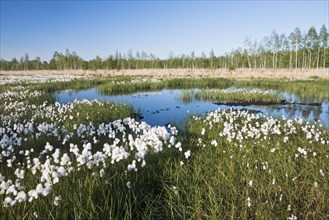Cotton grass (Eriophorum angustifolium) in a bog