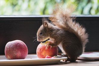 Young hand-raised squirrel (Sciurus vulgaris)