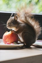 Young hand-raised squirrel (Sciurus vulgaris)
