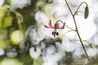 Martagon lily (Lilium martagon)