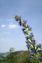 Viper's bugloss (Echium vulgare)