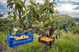 Harvest boxes hanging in a tree of Japanese woolly loquat (Eriobotrya japonica)