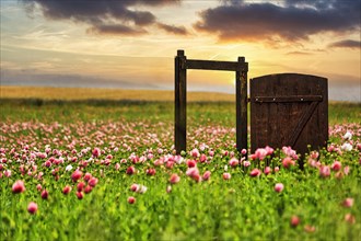 Open door in a field with flowering opium poppy (Papaver somniferum)