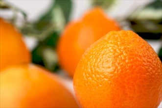 Clementine oranges on a white background