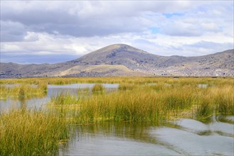 Reed growth in the lake