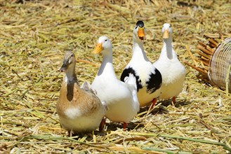 Four ducks on a floating island of the Uro