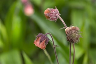 Flowers of a Bachnelkenwurz (Geum rivale)