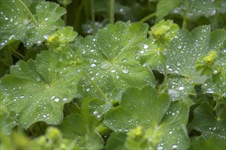 Water drops on the leaves of lady's mantle (Alchemilla)