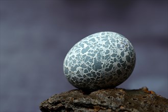 Egg of the Guira Cuckoo (Guira guira)
