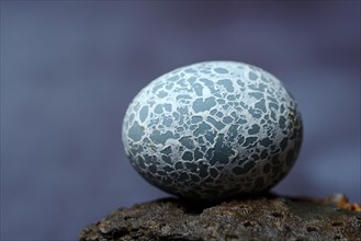 Egg of the Guira Cuckoo (Guira guira)