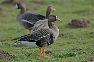 Greater white-fronted geese (Anser albifrons) standing in a meadow