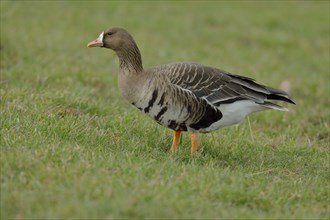 Greater white-fronted goose (Anser albifrons) standing in a meadow
