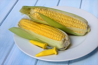 Corn corn cob and corn cob holder on plate