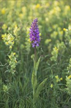 Moorland spotted orchid (Dactylorhiza maculata) between Rhinanthus