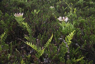 Honeysuckle (Lonicera caprifolium) and spotted fern (Polypodium vulgare)