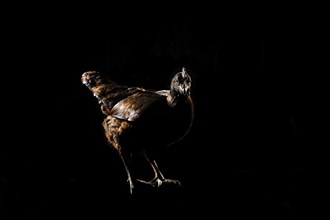 Chicken