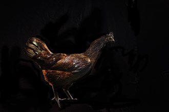 Chicken