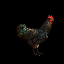 Cock