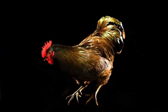 Cock