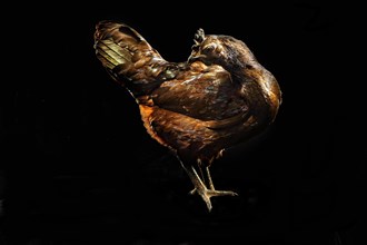 Cock