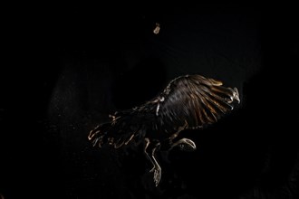 Cock
