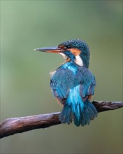 Common kingfisher (Alcedo atthis) Female kingfisher sitting on perch