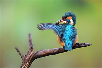 Common kingfisher (Alcedo atthis) female