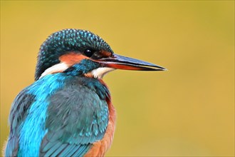 Common kingfisher (Alcedo atthis) Common kingfisher female