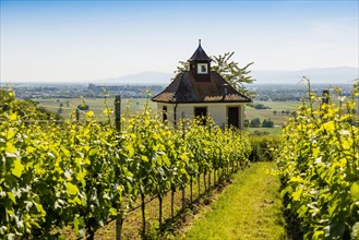 Chapel in the vineyard with view of Breisach and the Rhine plain