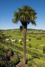 Vineyards and palm tree