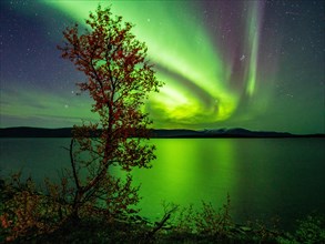 Northern lights above lake Tornetraesk