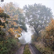 Misty rural road