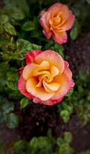 Yellow and pink rose (Rosa)