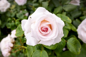 Light pink rose (Rosa)