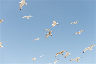 Black-headed gulls (Chroicocephalus ridibundus) and European herring gulls (Larus argentatus) in flight against blue sky