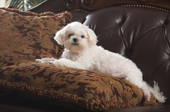 Maltese puppy relaxing on her pillow on the couch