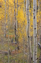 Aspen pines changing color before winter