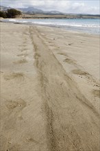 Trail from elephant seal on ocean front shore sand