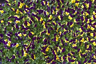 Flowering pansies (Viola)