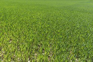 Young germinating wheat (Triticum aestivum) field