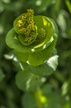 Stem-embracing yellow umbel (Smyrnium perfoliatum)
