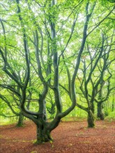 Ancient beech forest in spring