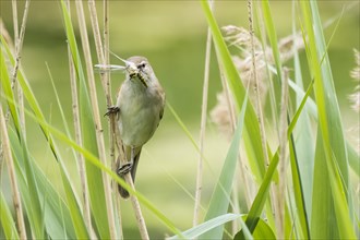 Reed warbler (Acrocephalus scirpaceus) with captured dragonfly in its beak