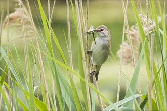 Reed warbler (Acrocephalus scirpaceus) with captured dragonfly in its beak